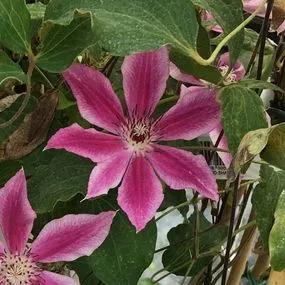 Carnaby Clematis (Clematis Carnaby) Img 2